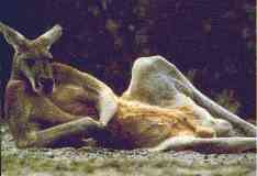 wallabe[2].jpg