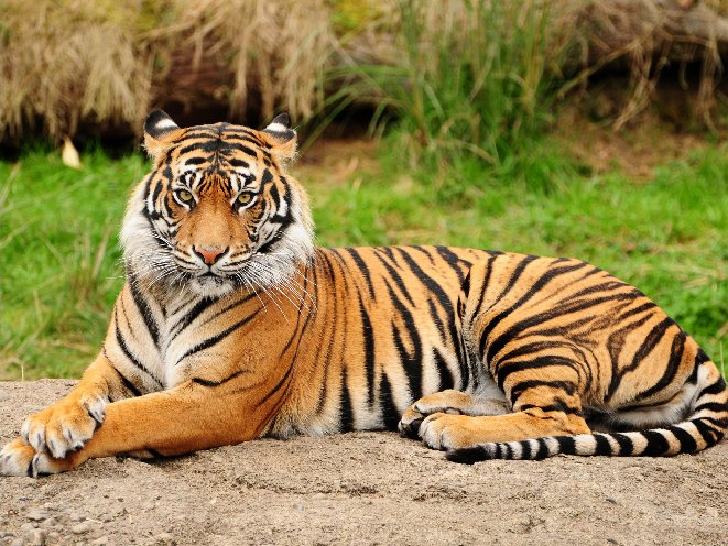 Elegant-Tiger-tigers-35204002-2560-1920.jpg