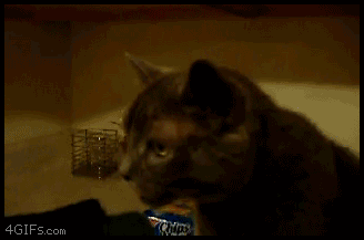 5QjL4Op.gif
