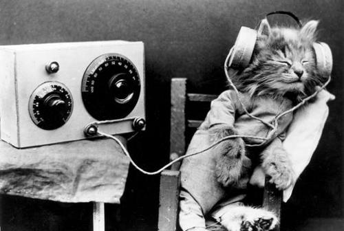 does-your-pet-like-listening-to-music-1.jpg