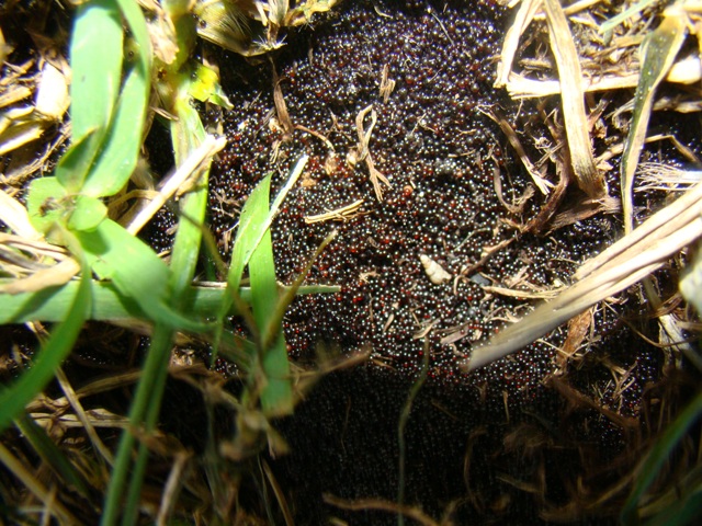 ground3.jpg