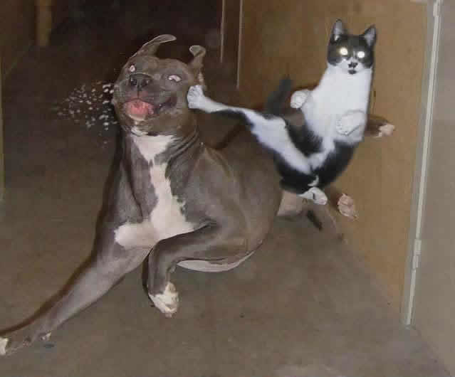 Cat-vs-Dog-animal-humor-680096_639_530.jpg