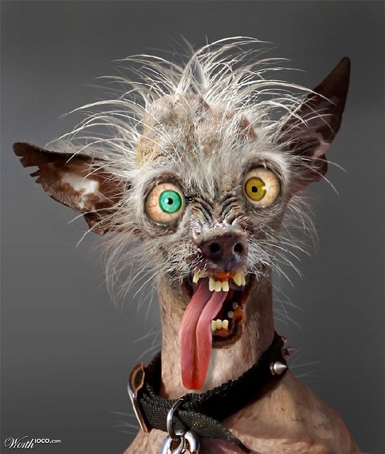 47363439-crazy-picture.jpg