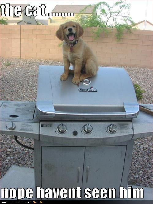 cute-puppy-pictures-bbq-no-cat.jpg
