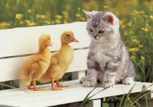 kitten-and-ducks.jpg