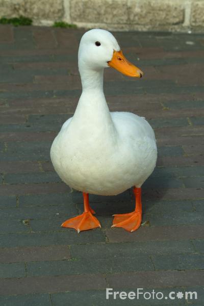 duck1.jpg