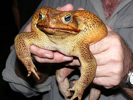 toadG2703_468x351.jpg